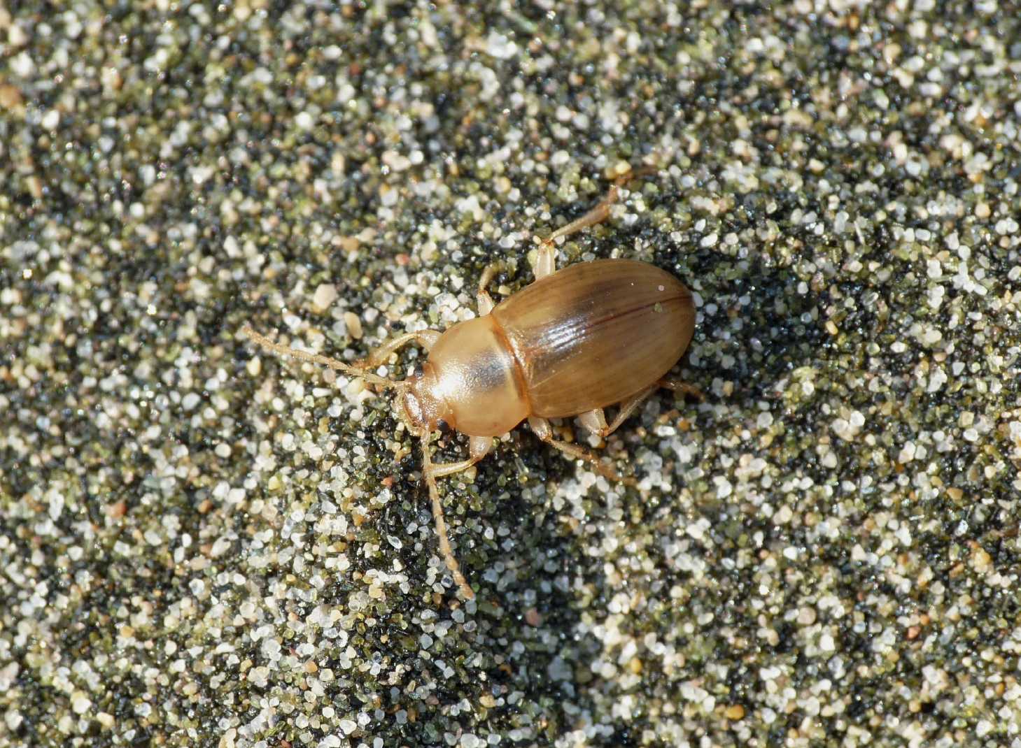 Tenebrionidae: Xanthomus pallidus